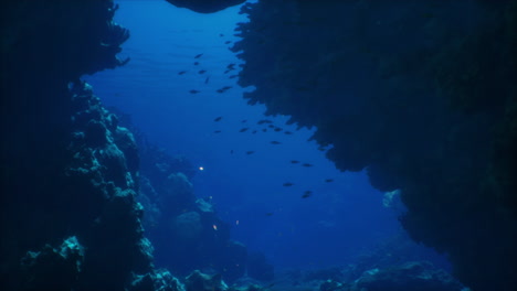 exploring a dark underwater cave: school of fish in coral reef