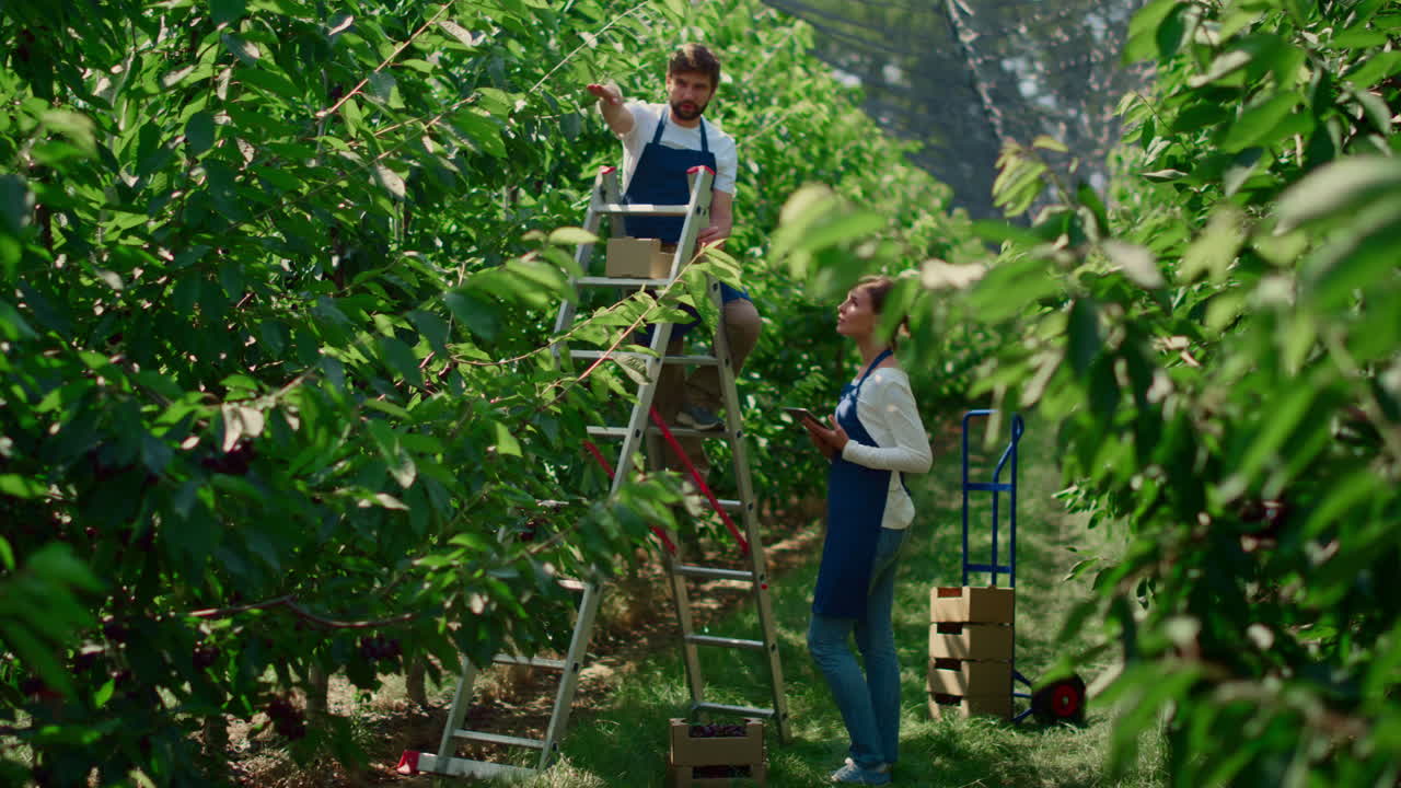 equipo de agricultores inspeccionando las plantas tableta discutiendo sobre tierras de cultivo naturales verdes