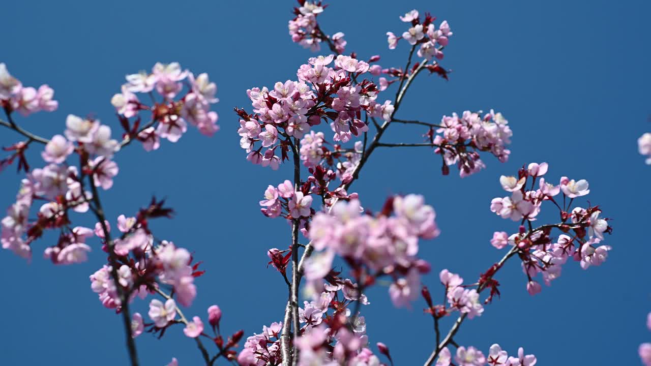 flores de cerezo. temporada de primavera en kaunas, lituania