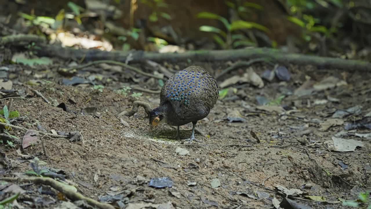 Malayan peacock-pheasant (Polyplectron malacense) Feeds On Tropical Forest In Malaysia. Close-up Shot