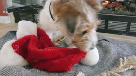 wire haired jack russell terrier puppy carries a red santa hat in 4k