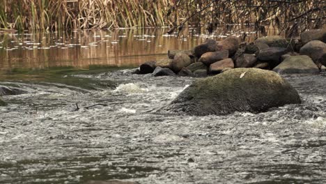 the river is flooded with heavy rain