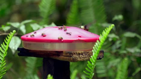 hummingbirds and bees fly around and drink from a sugar feeder in ecuador, south america