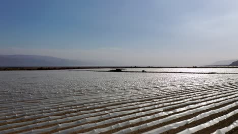 Flying-over-large-plant-field-under-small-protective-plastic-greenhouses,-hard-sun-reflection-from-the-plastic,-desert-field,-drone-shot