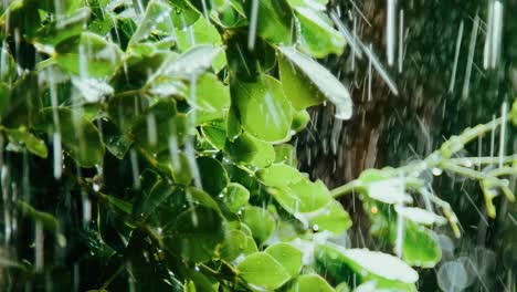 Revelación-Lenta-De-Gotas-De-Lluvia-Golpeando-Hojas-En-La-Planta-Durante-Un-Día-Lluvioso-Pero-Soleado-En-Cámara-Lenta