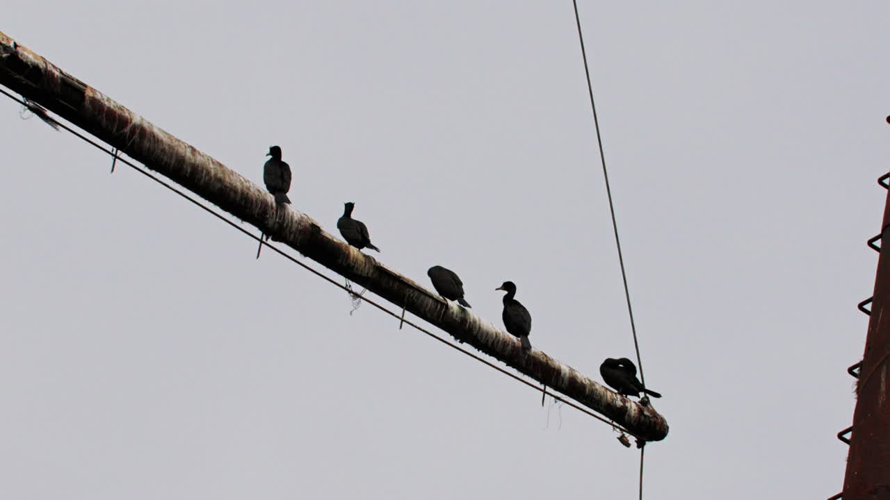 Birds on mast of rusty red shipwreck stuck in shallow green water