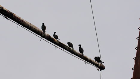 Vögel-Am-Mast-Eines-Rostroten-Schiffswracks,-Das-Im-Seichten-Grünen-Wasser-Feststeckt