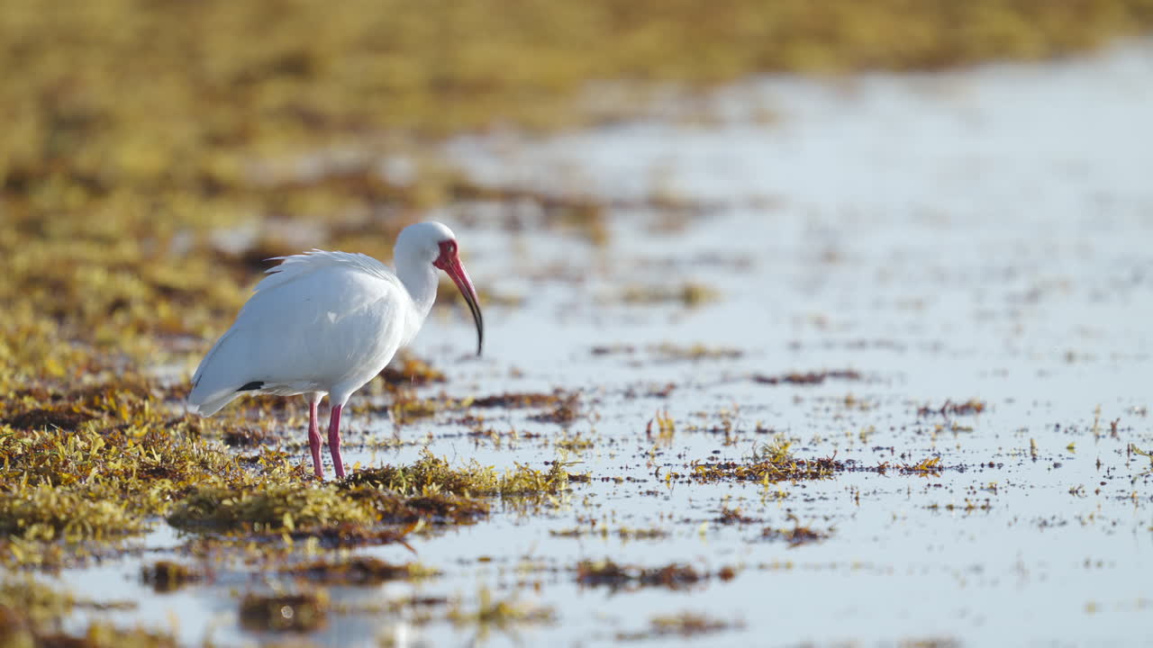 White Ibis on Beach Shore with Seaweed by Water 3