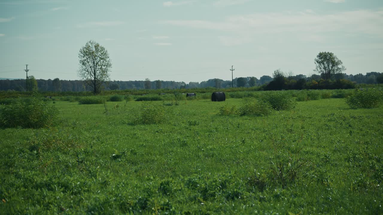 Expansive green pasture with scattered hay bales in Lonjsko Polje, Krapje, Croatia