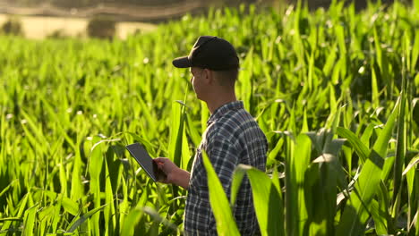 Middle-plan-side-view:-Male-farmer-with-tablet-computer-inspecting-plants-in-the-field-and-presses-his-fingers-on-the-computer-screen-in-slow-motion-at-sunset