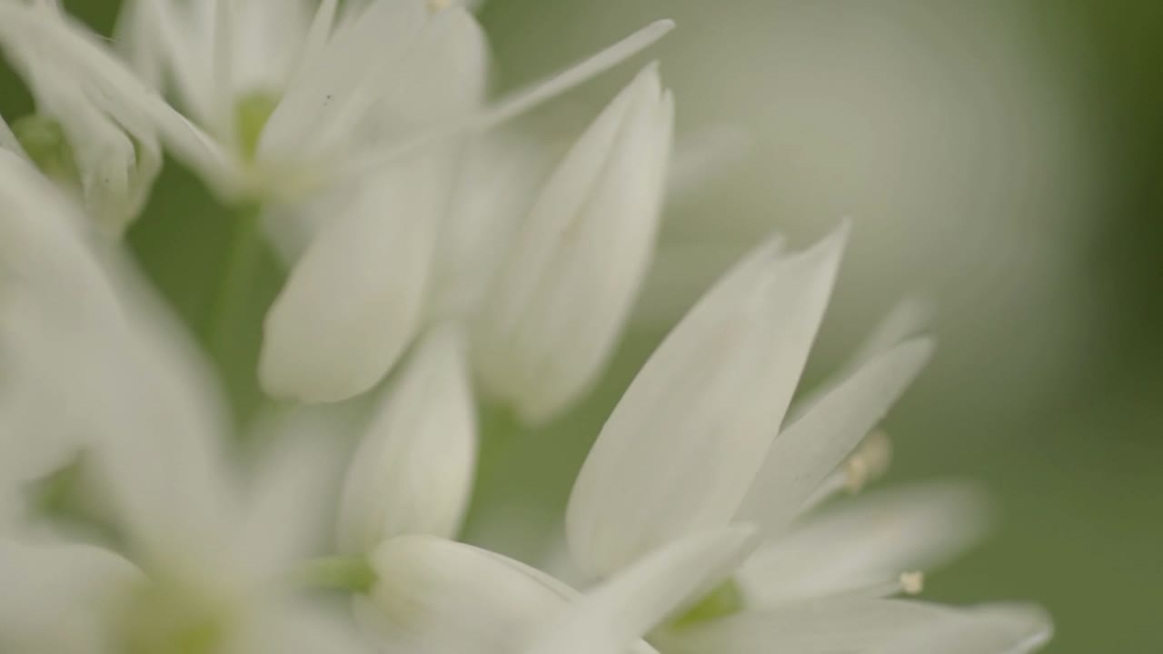 부드러운 바람에 ramsons 흰색 꽃