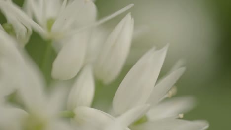 ramsons white flowers in gentle breeze