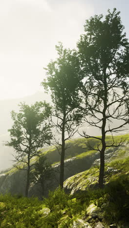 tranquil forest with fog and sunlight