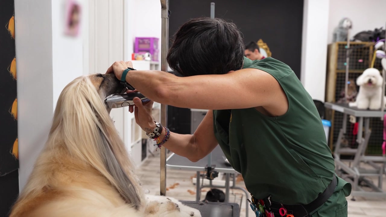 Professioneller Hundefriseur trimmt das Gesicht eines Afghanischen Windhundes in einem Hundesalon