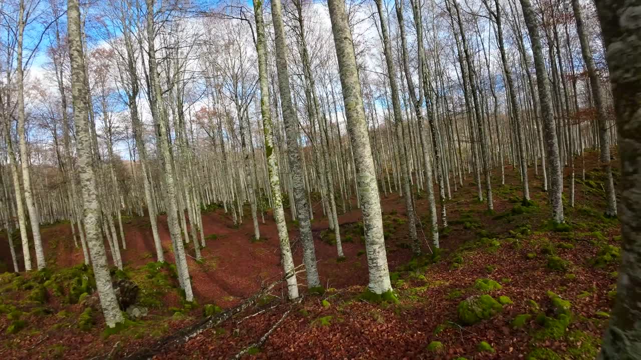 fpv drone pasando por los árboles de un bosque en otoño