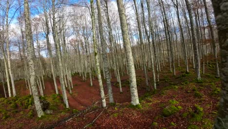 fpv drone pasando por los árboles de un bosque en otoño