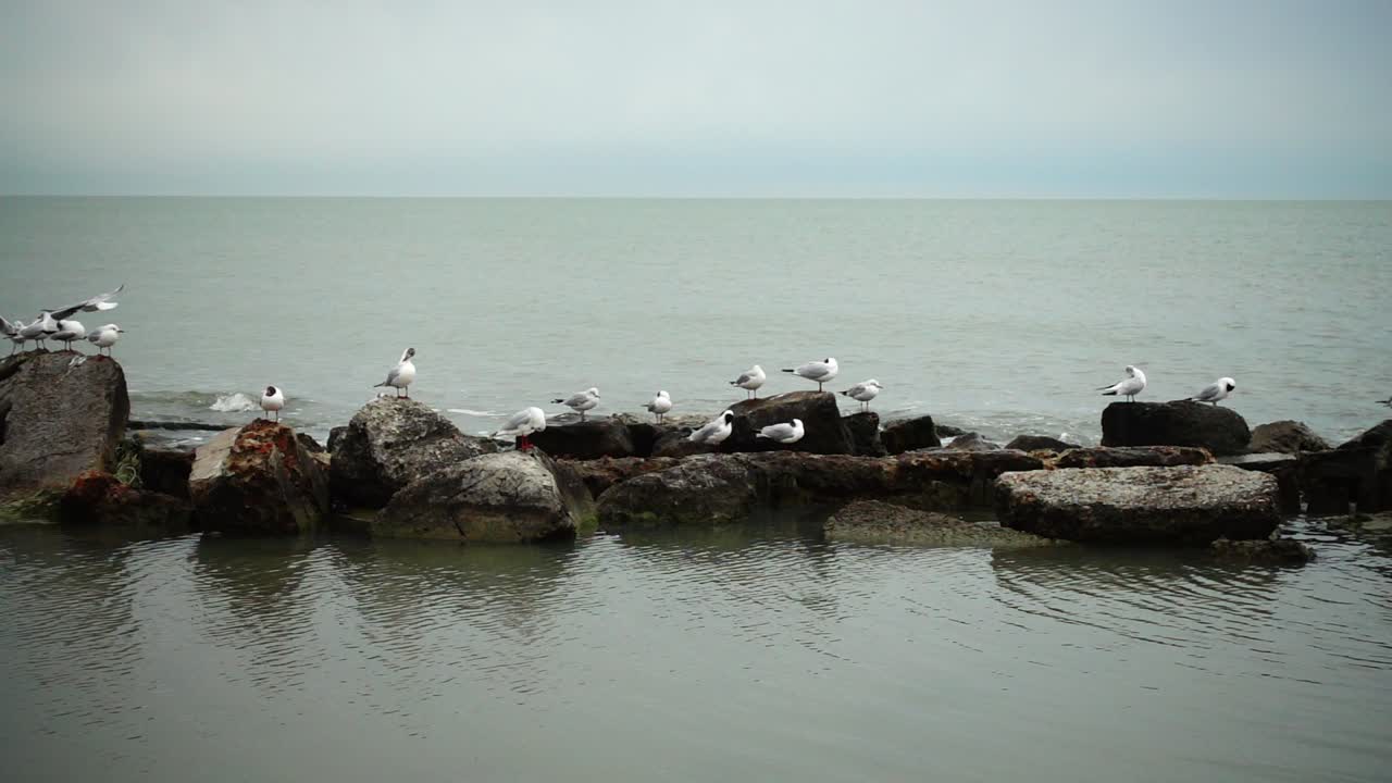 Gaivotas e pedras. Em câmera lenta.