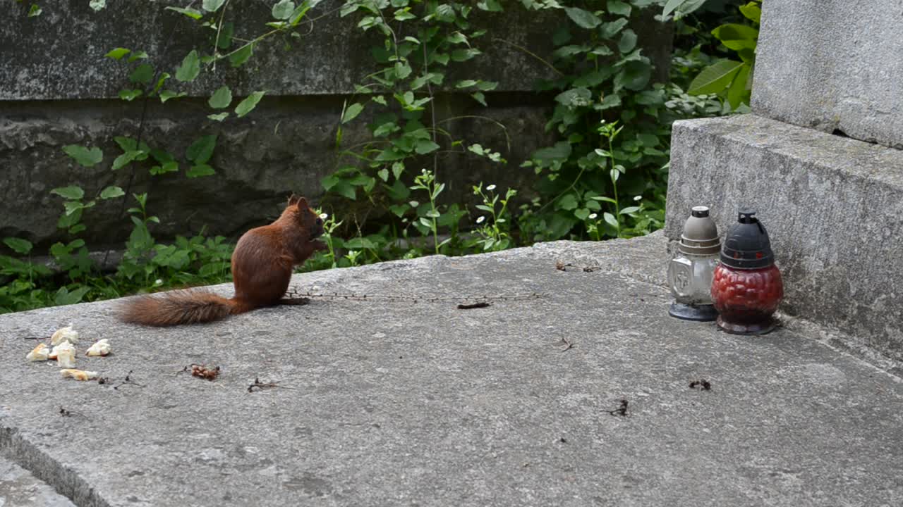 Scoiattolo su una tomba. Leopoli, Ucraina. Cimitero di Lychakiv, il complesso storico e commemorativo (dal 1991) a Leopoli, nel quartiere storico di Lychakiv, uno dei cimiteri più antichi dell'Ucraina.