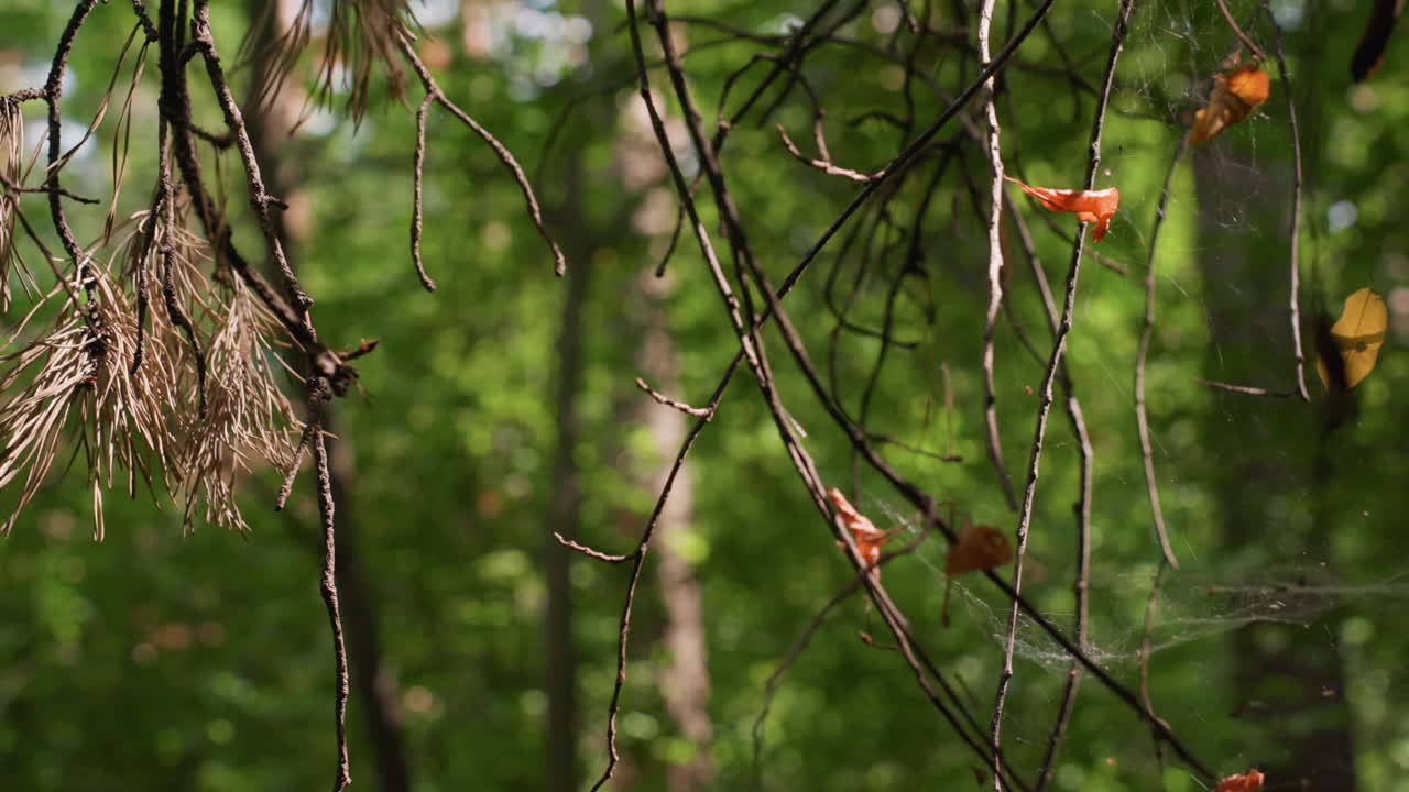 Close up of forest branches with thin spider web and dry leaves swaying in breeze under warm sunlight, creating tranquil natural atmosphere with focus on forest details