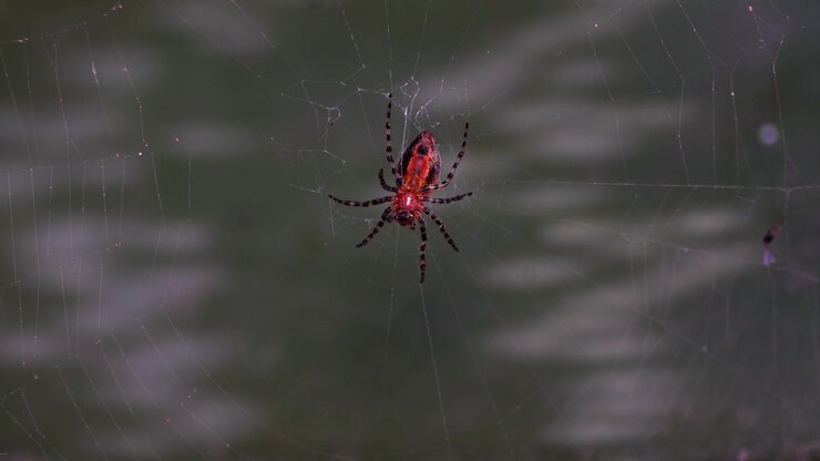 A garden orb-weaver spider (Alpaida versicolor) sitting on her net.