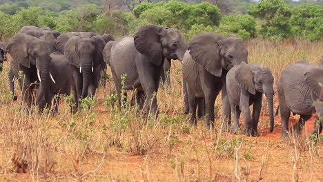 herd of young and old african bush elephants walks through the brush