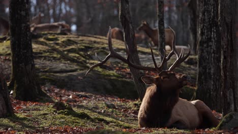 elk-bull-laying-in-mossy-forest-calls-out-to-female-in-background-mating-season