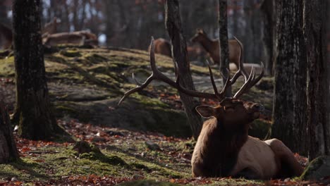 elk bull laying in mossy forest calls out to female in background mating season