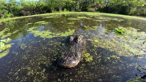 alligator-camera-slides-through-grass-for-closeup-dolly-effect