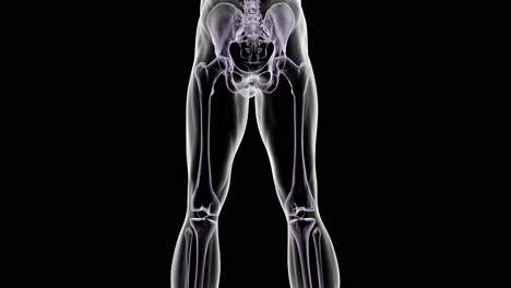 illustration of hip pain in the hip joint