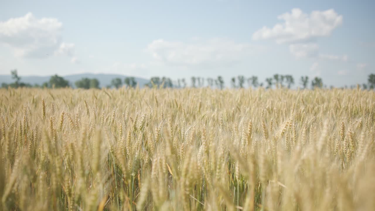 Grain field with wheat or rye ready for harvest