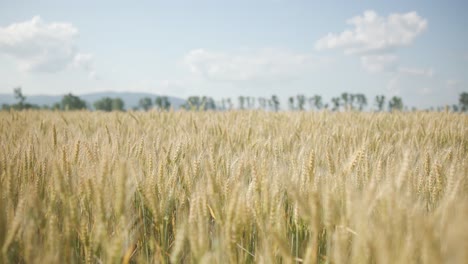 grain field with wheat or rye ready for harvest