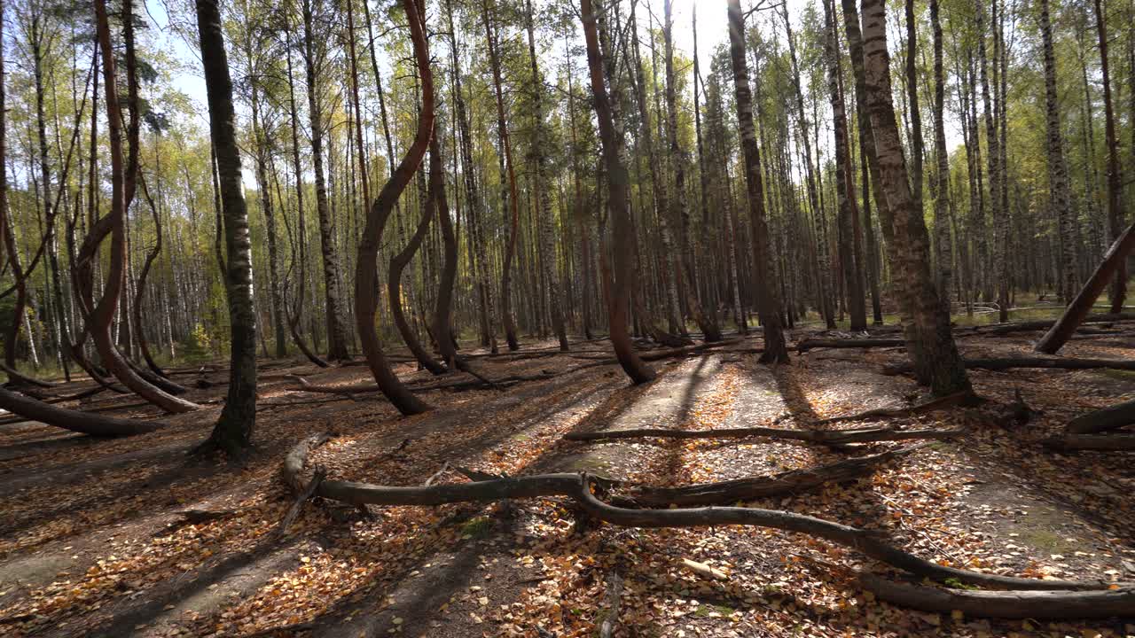 Panorama of the dancing forest in the Ryazan region in Russia.