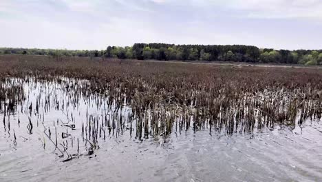 marsh along the ashley river near magnolia gardens in charleston sc, south carolina