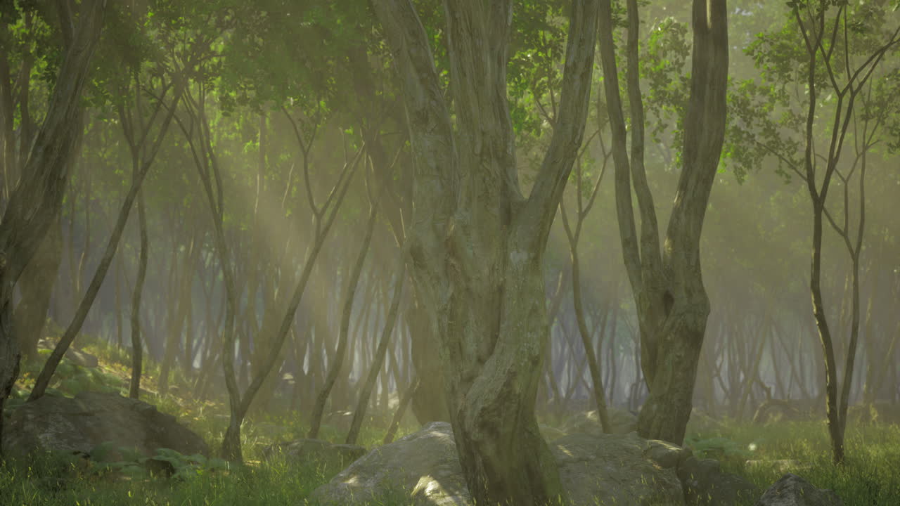 Enchanted forest bathed in morning light with gentle mist rising