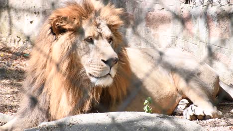 young rebel lion inside a zoological park staring at the visitors