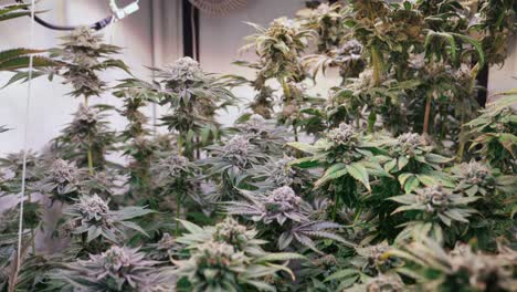 shot of a cannabis plants growing in a grow tent during flowering stage