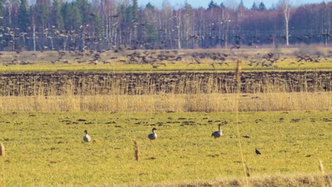 tres gansos de frijol en un día soleado de primavera comiendo en un campo agrícola durante la migración de primavera, una gran bandada despegando en el fondo, tiro medio desde la distancia