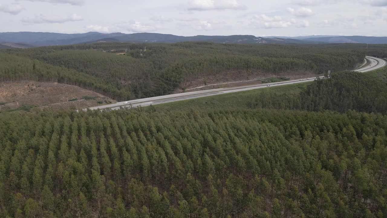 vista aérea de una plantación de eucalipto en la cima de una colina para la industria del papel