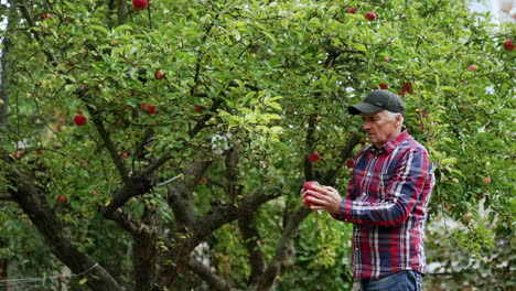 caucasian farmer standing in his orchard. man picks red apples from the trees and shows them to camera.