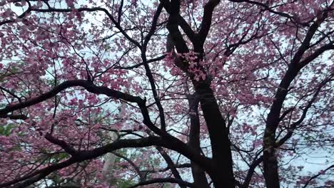 árbol de dogwood rosa bajo el dosel