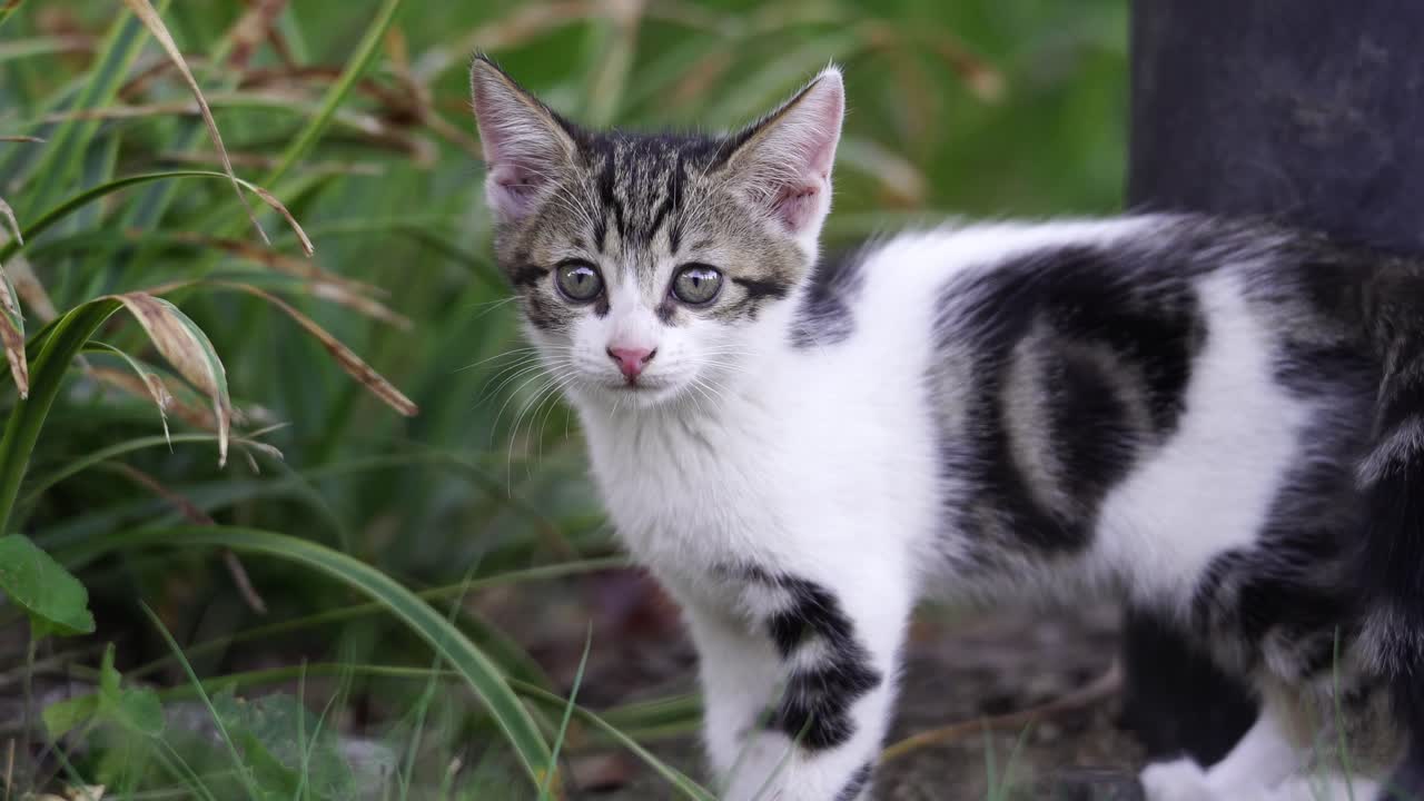 子猫たちが黒いポールの隣に座っています。