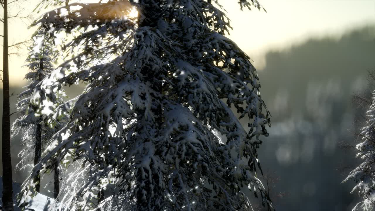 великолепная рождественская сцена в горном лесу. красочный зимний восход солнца