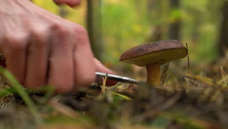 Bolete-De-Laurel-Cortado-Con-Una-Navaja