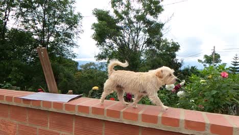 cute light brown dog run on top of parapet wall wagging his tail