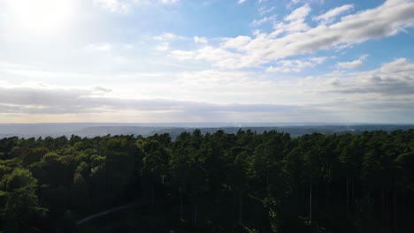 bosque verde y valle en segundo plano en un día soleado