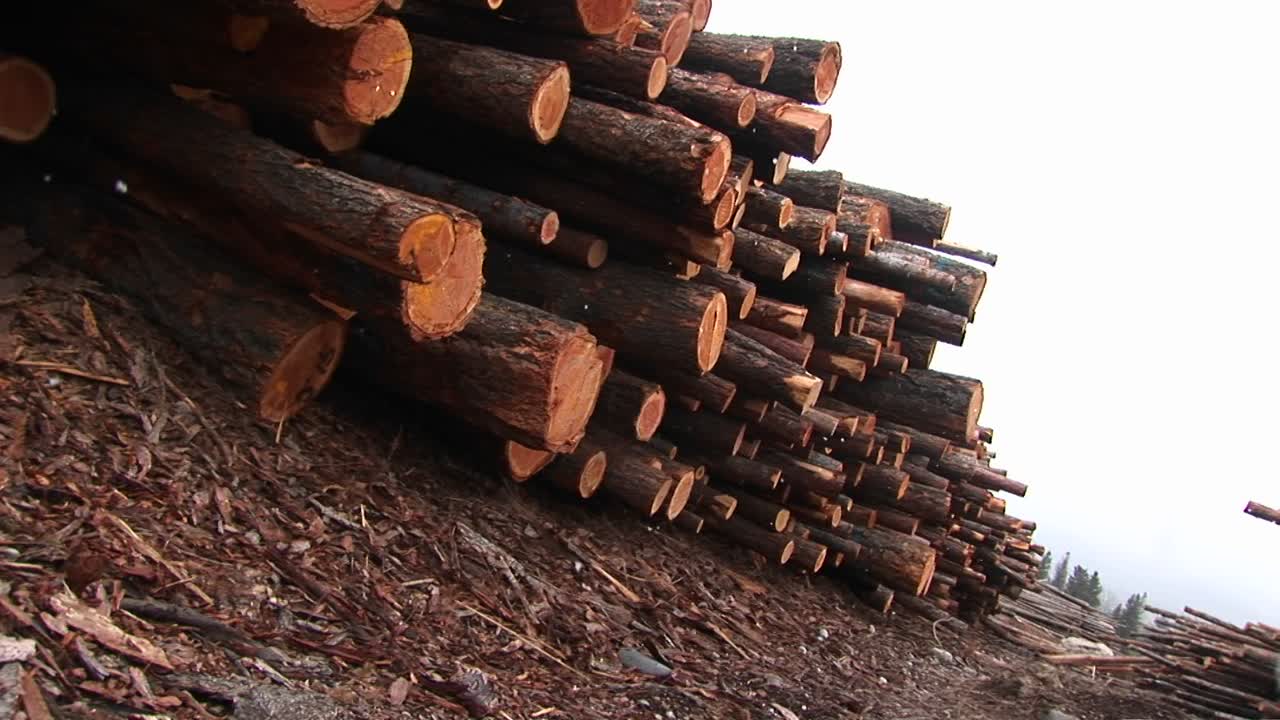 이 앵글 샷은 쌓인 목재의 긴 줄에 부드럽게 떨어지는 눈을 보여줍니다.