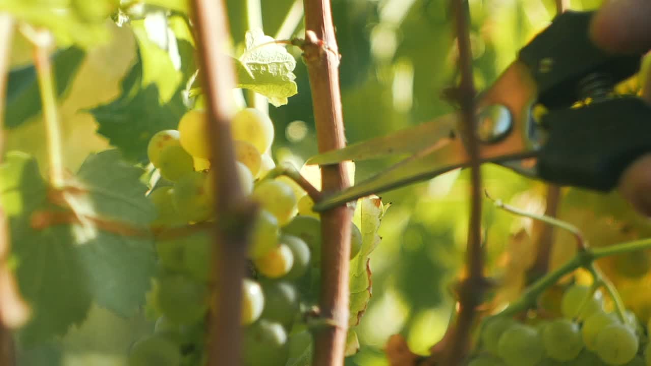 가위로 포도밭에서 포도 다발을 자르는 사람, 수확기