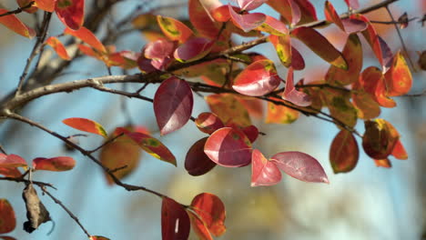 vibrant autumn red leaves on tree branch of nyssa sylvatica