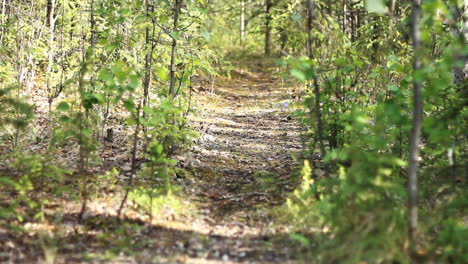 hiking trail path leads down forest