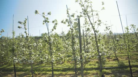 View-Across-Rows-Of-Apple-Trees-In-Orchard-Located-In-Lier,-Norway-On-Sunny-Day